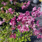 Orgován meyerov (Syringa meyeri) ´RED PIXIE´ - výška 20-30 cm, kont. C2L
